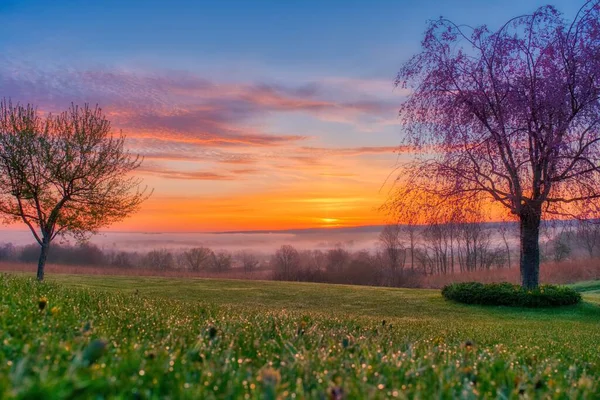 Una Splendida Vista Sugli Alberi Ricoperti Fitta Nebbia Durante Tramonto — Foto Stock