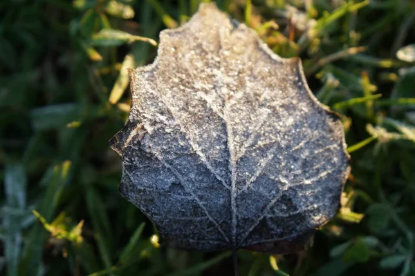 Primer Plano Ángulo Alto Una Hoja Seca Campo Cubierto Hierba —  Fotos de Stock