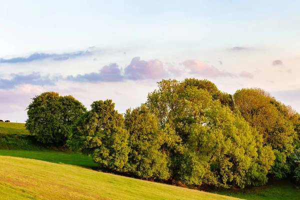 Krásný Záběr Zelených Stromů Travnatém Poli Pod Zataženou Oblohou — Stock fotografie