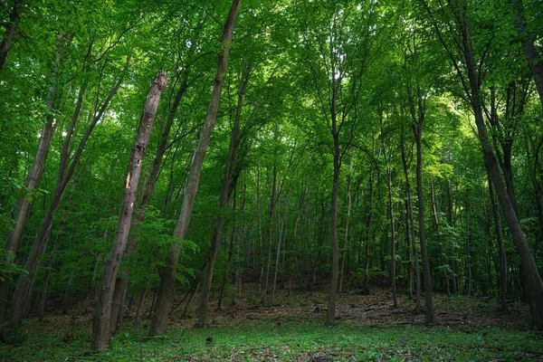 Nízký Úhel Záběru Vysokých Stromů Bujném Zeleném Lese — Stock fotografie