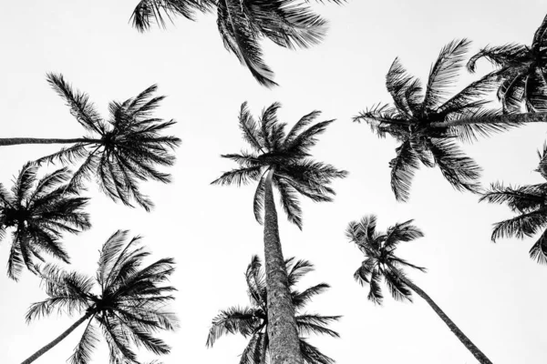 Low Angle Greyscale Shot Palms Isolated White Background — Stock Photo, Image