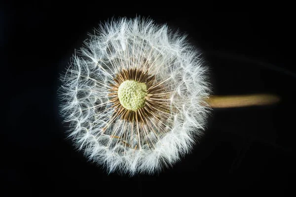 Nahaufnahme Eines Löwenzahns Mit Rotem Samen Auf Schwarzem Hintergrund — Stockfoto