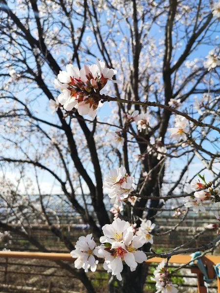 Beautyfull Fleur Amande Dans Armeni — Photo