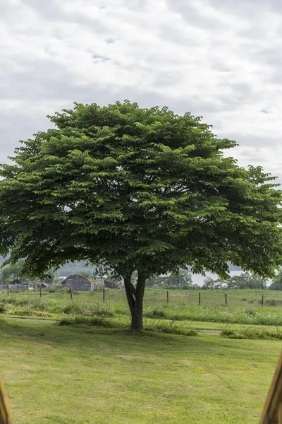 Árbol Con Una Gran Corona Verde Crece Hierba Jardín Cielo — Foto de Stock