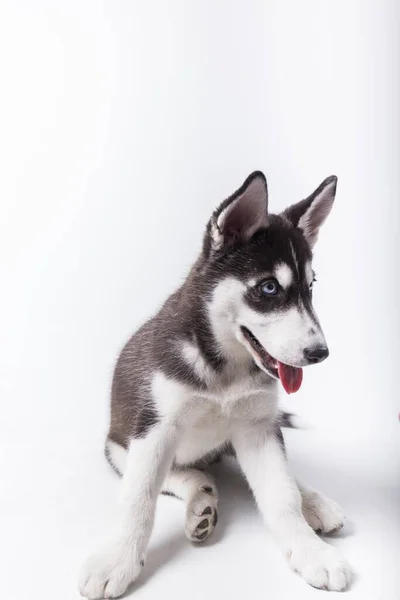 Husky Dog Black White Puppy Blue Eyes Open Mouth Tongue — Stock Photo, Image