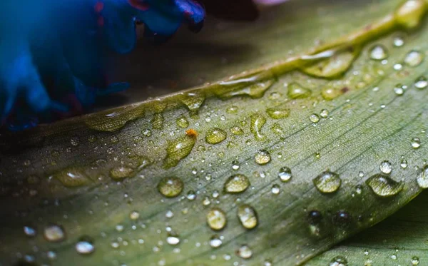 Lenyűgöző Makró Esőcseppek Egy Zöld Levélen Gyönyörű Friss Textúra Természetben — Stock Fotó