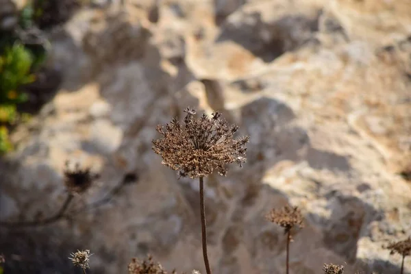 Una Rama Seca Bullwort Con Fondo Borroso Malta — Foto de Stock