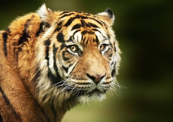 Ein Selektiver Fokusschuss Des Bengalischen Tigergesichts — Stockfoto