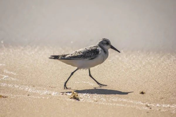 Petits Oiseaux Promènent Long Littoral — Photo