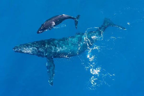 Knölvalar Fotograferade Ovanifrån Med Flygdrönare Utanför Kapaluas Kust Hawaii Moderval — Stockfoto