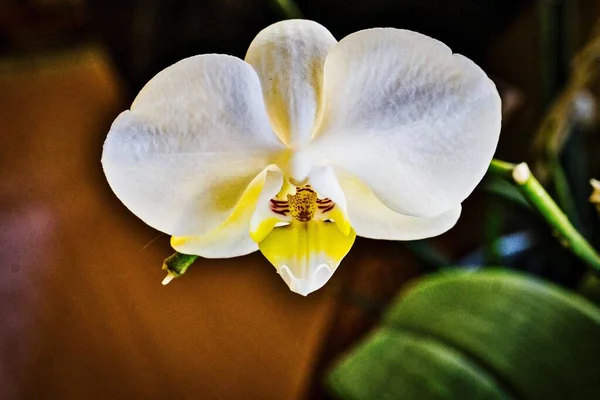 Egy Közeli Felvétel Egy Gyönyörű Fehér Phalaenopsis Amabilis Virág Homályos — Stock Fotó