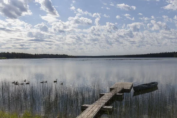 Зграя Променів Пливе Озері Заході Сонця — стокове фото