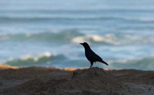 Une Silhouette Oiseau Sur Sable Avec Fond Flou — Photo