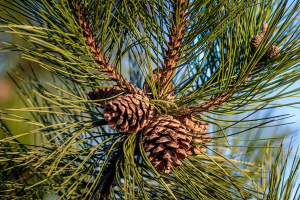 Gros Plan Cônes Pin Accrochés Arbre — Photo