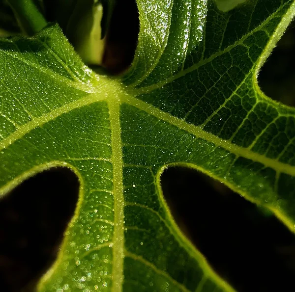 Bulanık Bir Arkaplanda Yeşil Bir Yaprağın Yakın Plan Çekimi — Stok fotoğraf