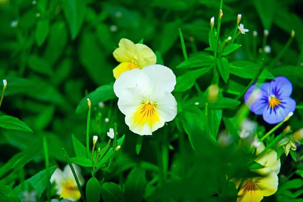 Primer Plano Una Hermosa Flor Anémona Japonesa Blanca Sobre Fondo — Foto de Stock