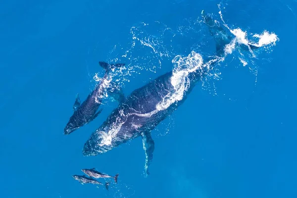 Rorquals Bosse Photographiés Haut Avec Drone Aérien Large Des Côtes — Photo