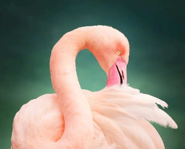 Tiro Seletivo Foco Uma Cabeça Rosa Flamingo Para Trás — Fotografia de Stock