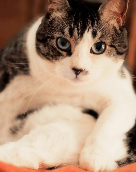 Eine Schöne Aufnahme Einer Blauäugigen Hauskatze Die Auf Einer Decke — Stockfoto