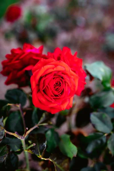Closeup Shot Amazing Red Rose Flowers — Stock Photo, Image