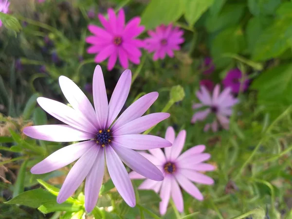 Tiro Foco Seletivo Flores Rosa Roxo Margarida Africano Com Fundo — Fotografia de Stock