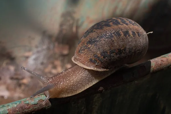 Gros Plan Escargot Brun Rampant Sur Une Surface Capturée Jour — Photo