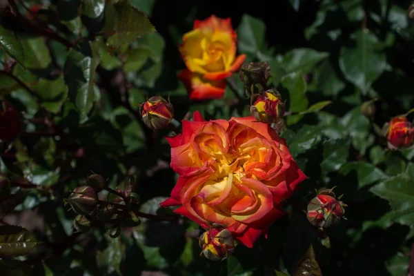 Closeup Jardim Alaranjado Aumentou Cercado Pela Vegetação Campo Sob Luz — Fotografia de Stock