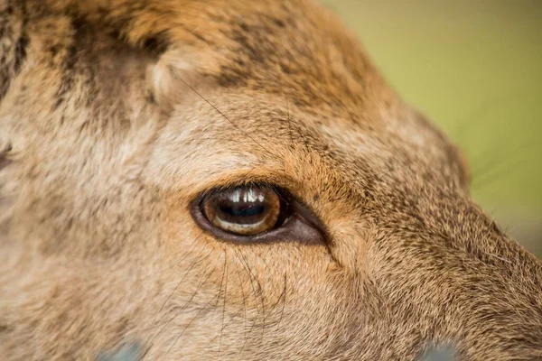 Extremt Närbild Ett Rådjur Med Fokus Ögonen — Stockfoto