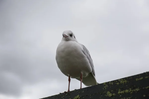 Närbild Mås Uppe Ett Tak Himlen Grå Och Grumlig — Stockfoto