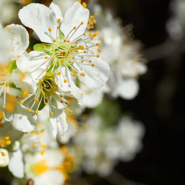 Вибірковий Фокус Крупним Планом Розквітлих Квітів Білого Дерева — стокове фото