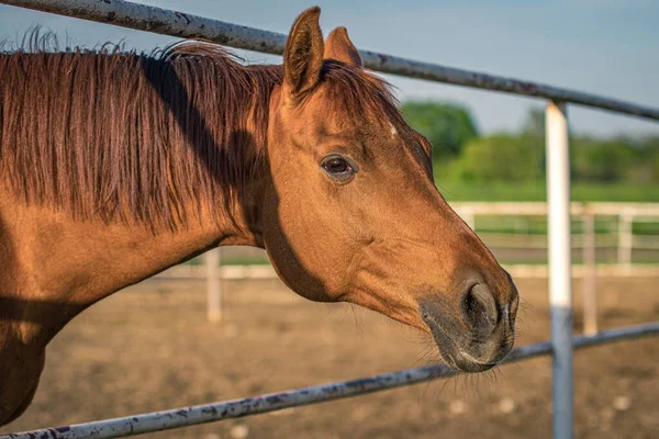 Tiro Close Cavalo Marrom Com Uma Cerca Vegetação Fundo — Fotografia de Stock