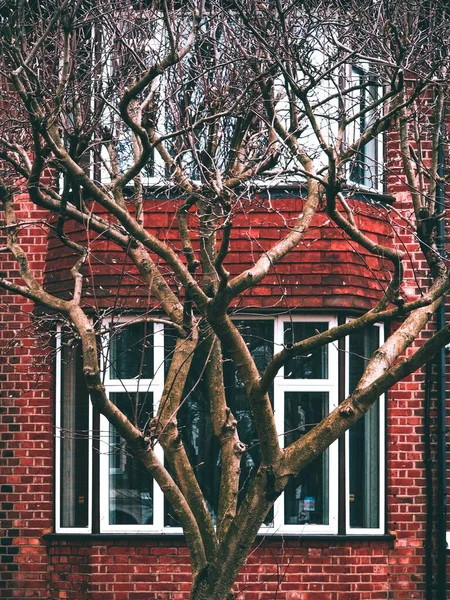 Arka Planda Kırmızı Tuğlalı Bir Ağacın Dikey Görüntüsü — Stok fotoğraf