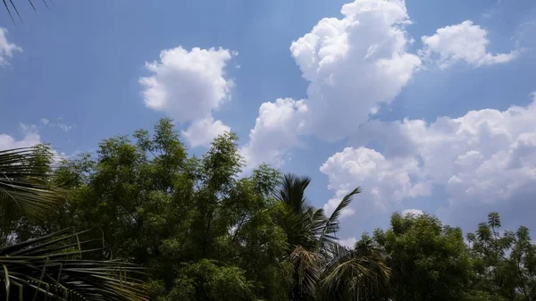Nízký Úhel Záběru Stromů Jasná Modrá Obloha Zachycená Slunečného Dne — Stock fotografie