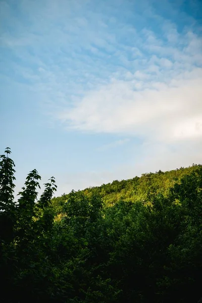 Een Prachtige Verticale Opname Van Groene Bomen Het Bos Onder — Stockfoto