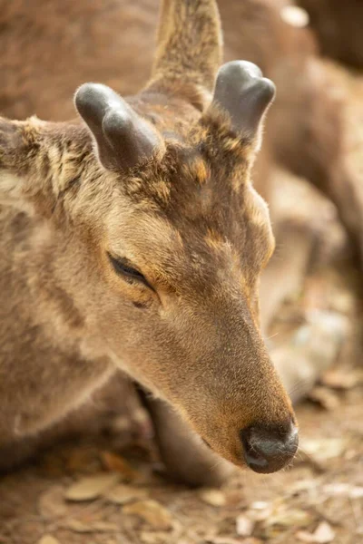 Een Close Van Een Jong Hert Met Nieuwe Hoorns — Stockfoto