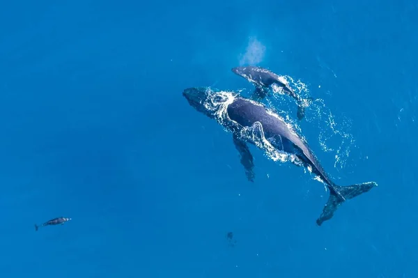 Humpback Whales Photographed Aerial Drone Coast Kapalua Hawaii Mother Whale — Stock Photo, Image