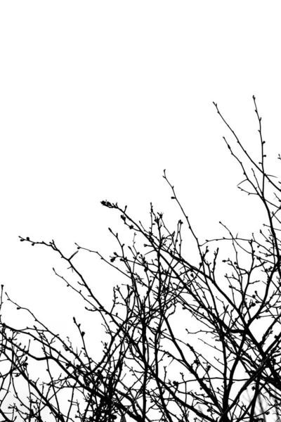 Gri Kasvetli Gökyüzüne Karşı Çıplak Ağaç Dallarının Alçak Açılı Görüntüsü — Stok fotoğraf