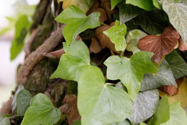 背景がぼやけている緑の葉のクローズアップショット — ストック写真