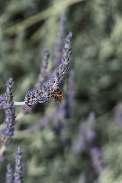 美しいラベンダーの植物に座っている蜂の垂直選択的フォーカスショット — ストック写真