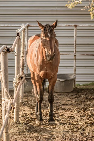 Schöne Aufnahme Eines Braunen Pferdes Das Auf Einem Bauernhof Steht — Stockfoto