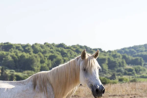 Caballo Tordo Primer Plano Cabeza Del Caballo Una Llanura Seca —  Fotos de Stock