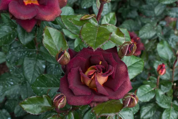 Closeup Dark Red Garden Rose Surrounded Greenery Field Sunlight — Stock Photo, Image