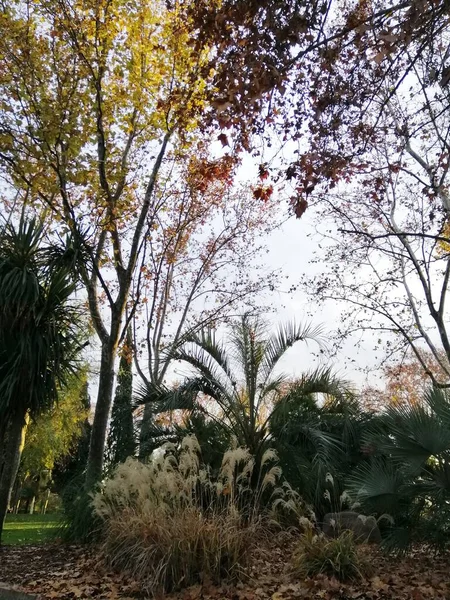 Parque Del Oeste Madrid Spanya Büyüyen Beyaz Bitkiler — Stok fotoğraf