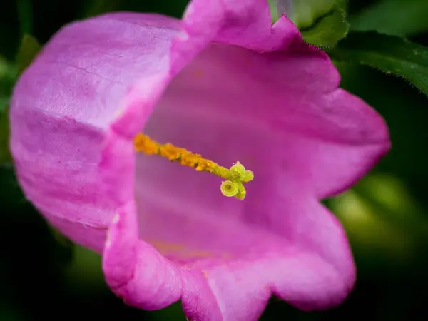 Una Bella Immagine Macro Campanula Viola Giardino — Foto Stock