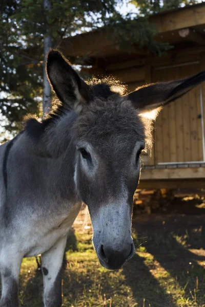 Primer Plano Burro Gris Triston Mirando Cámara Una Granja Atardecer — Foto de Stock