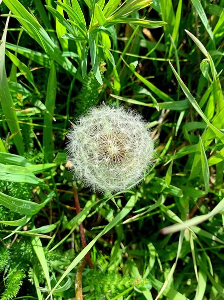 Eine Nahaufnahme Eines Löwenzahns Der Grünen Gras Wächst — Stockfoto