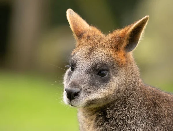 Eine Selektive Fokusaufnahme Eines Wallabys — Stockfoto