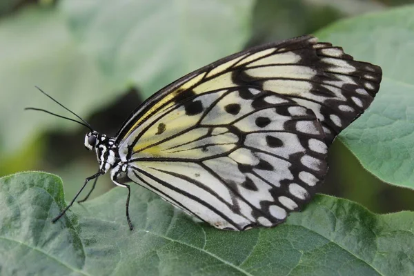 一只黑蝴蝶和一只白蝴蝶在树叶上的特写 — 图库照片