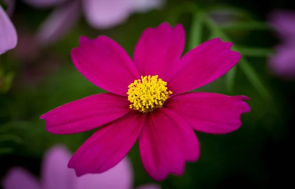 Une Belle Macro Image Aster Mexicain Violet Dans Jardin Sous — Photo