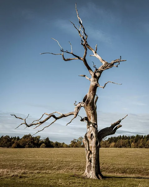 Árbol Muerto Campo Día Nublado Perfecto Para Fondo — Foto de Stock